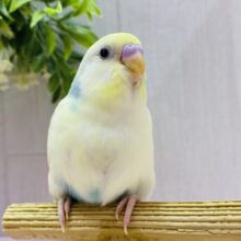 最新画像✨💛穏やかなたまごちゃんカラー🍳 𓈒𓂂𓏸セキセイインコのパステルカラーレインボーパイド💫💫