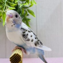 最新画像🥳これぞ‼️ごま塩ちゃんカラー♥セキセイインコの白ハルクイン😎✨