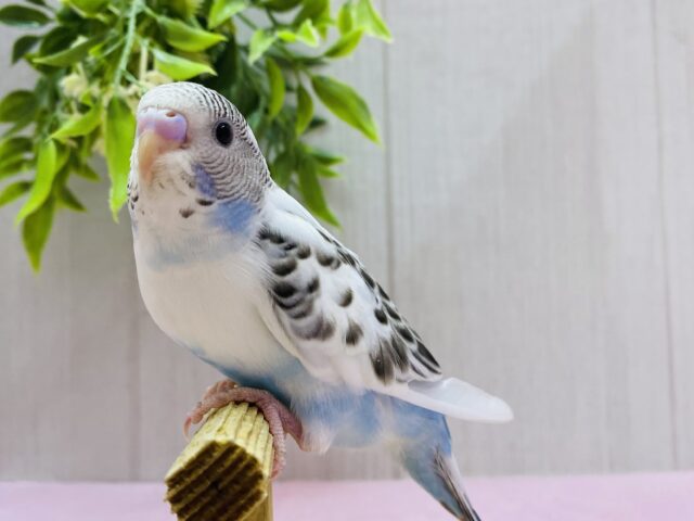 最新画像🥳これぞ‼️ごま塩ちゃんカラー♥セキセイインコの白ハルクイン😎✨