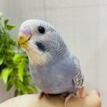 最新画像🌟オシャレ上級者🌷🫧グレーのステキなセキセイインコ(スパングル)‪ෆ‪