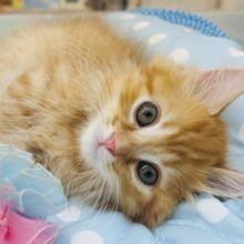 可愛いお顔で猛アタック♥ミヌエットくん！