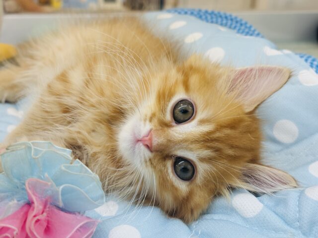 可愛いお顔で猛アタック♥ミヌエットくん！
