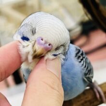 9/13更新☆くっきりとしたカラーを目を引くよ✨セキセイインコ（ブルーオパーリン）