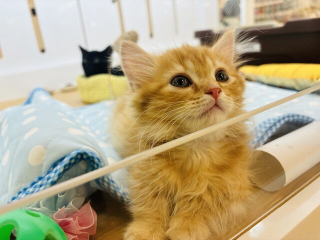 ミヌエット