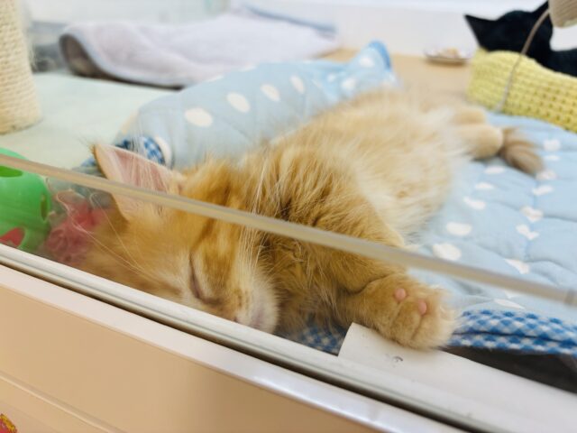 ミヌエット