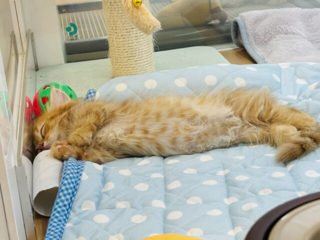 ミヌエット