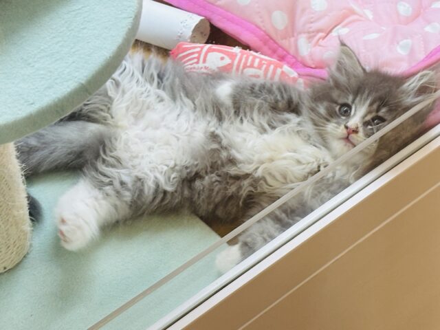 ラガマフィン