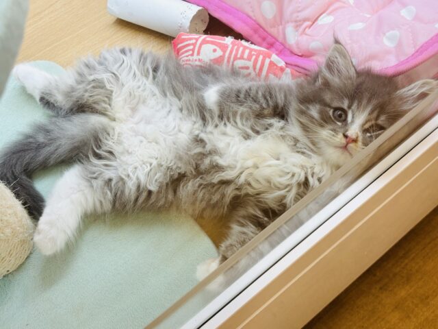 ラガマフィン