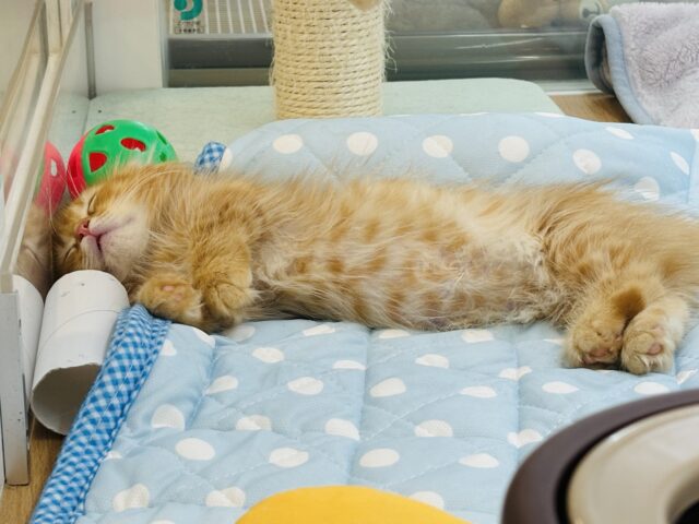 ミヌエット