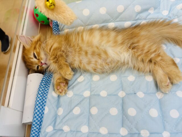 ミヌエット