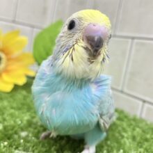 ﾊﾚｿﾗ舞え舞え¨*•¸♬︎ひとさじの𝐜𝐮𝐬𝐭𝐚𝐫𝐝💛🌼セキセイインコ(パステルレインボー/2025年7月生まれ)
