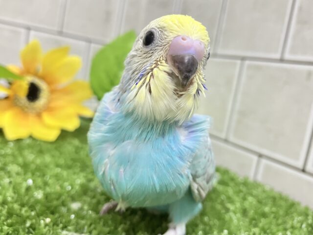 ﾊﾚｿﾗ舞え舞え¨*•¸♬︎ひとさじの𝐜𝐮𝐬𝐭𝐚𝐫𝐝💛🌼セキセイインコ(パステルレインボー/2025年7月生まれ)