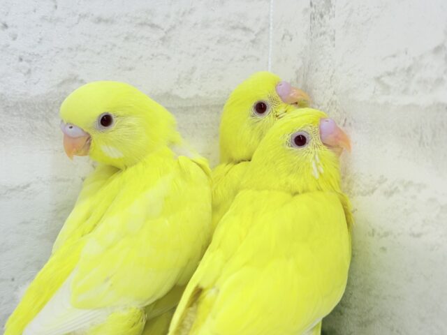 セキセイインコ