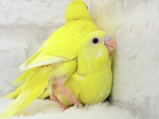 セキセイインコ