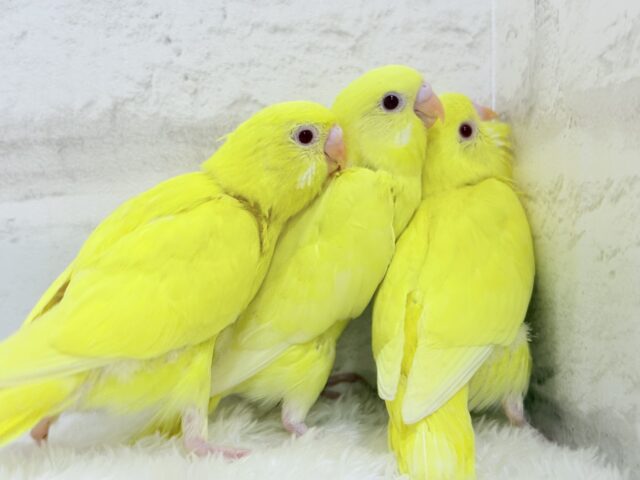 セキセイインコ