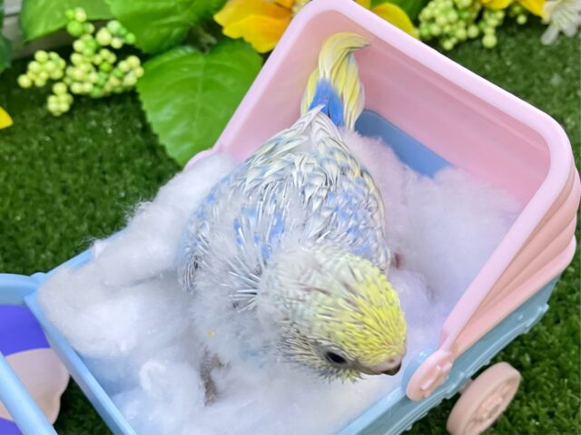 セキセイインコ