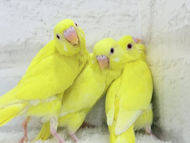 セキセイインコ