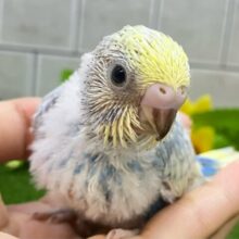 夜中のアイス🍨🌙*ﾟひっそり格別ぅ？？🫶🏻⟡.*セキセイインコ(パステルレインボースパングル/2025年7月生まれ)