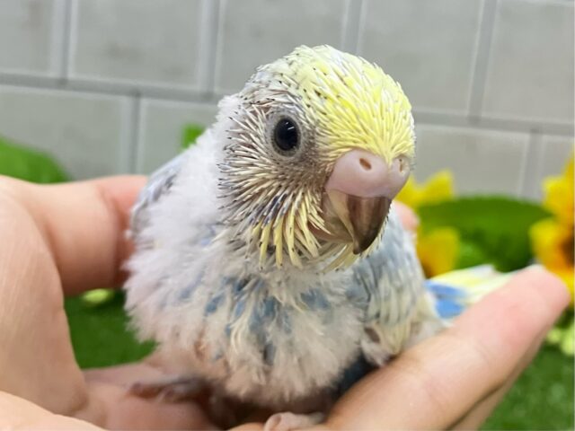 夜中のアイス🍨🌙*ﾟひっそり格別ぅ？？🫶🏻⟡.*セキセイインコ(パステルレインボースパングル/2025年7月生まれ)