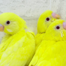 ケルベロス！？？黄色い元気っ子🐣💛セキセイインコ(ルチノー) ヒナ