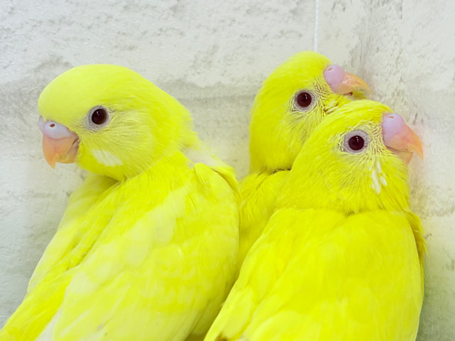 ケルベロス！？？黄色い元気っ子🐣💛セキセイインコ(ルチノー) ヒナ