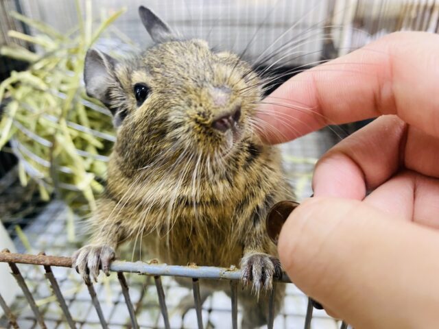 デグー