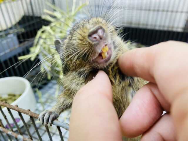 デグー