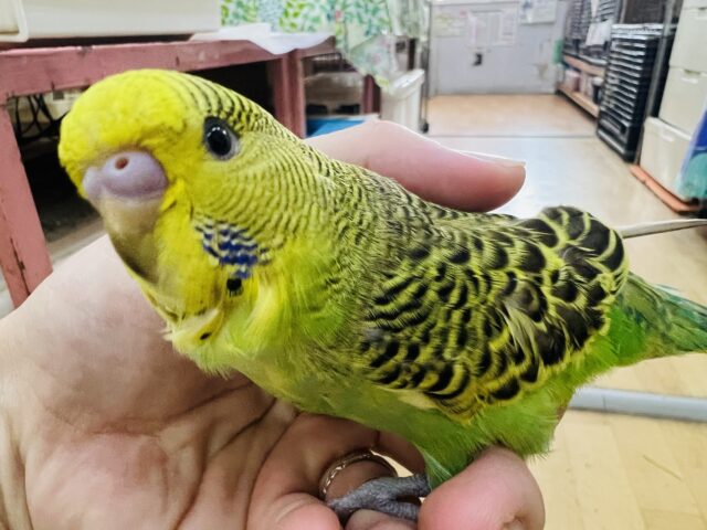 9/18更新☆ぱっちりお目目✨ムチムチボディー。ジャンボセキセイインコきたよ