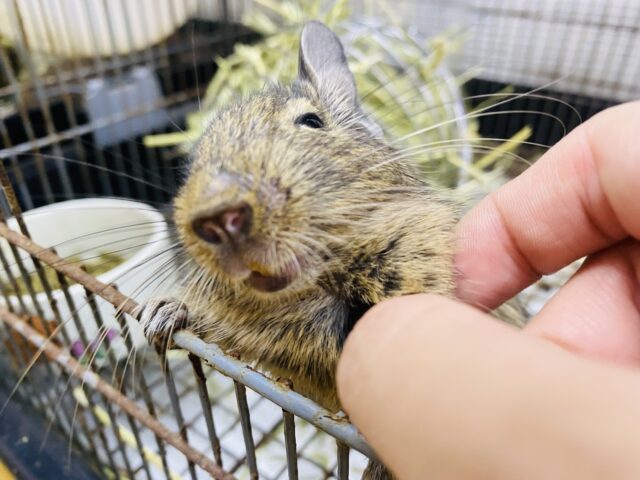 デグー