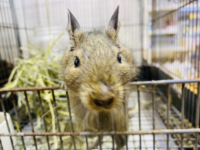 デグー