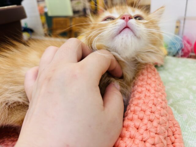 ミヌエット