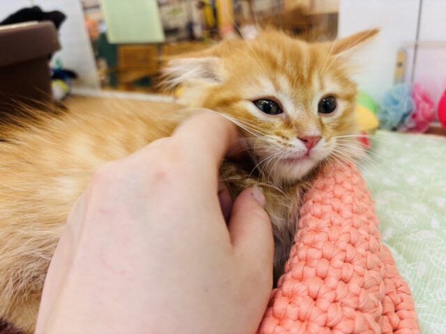 ミヌエット