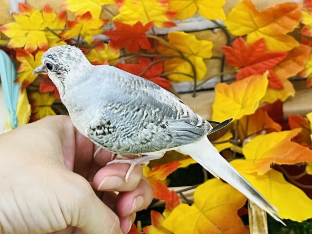 ウスユキバト