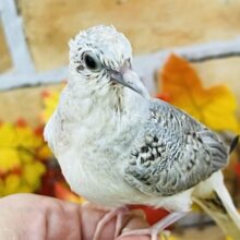 9/18更新☆わきわき✨ご飯くれくれっ🤲うすゆき鳩のヒナ入荷しました❤️