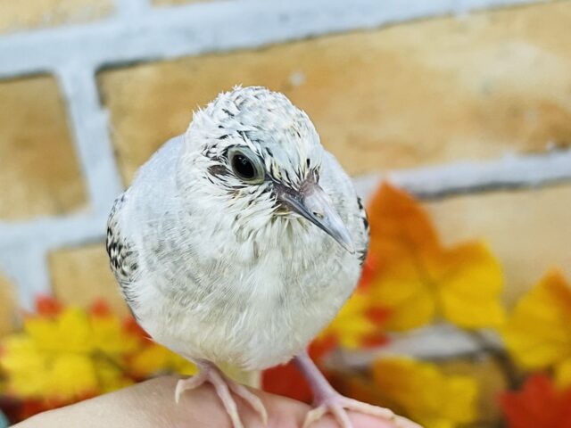 ウスユキバト