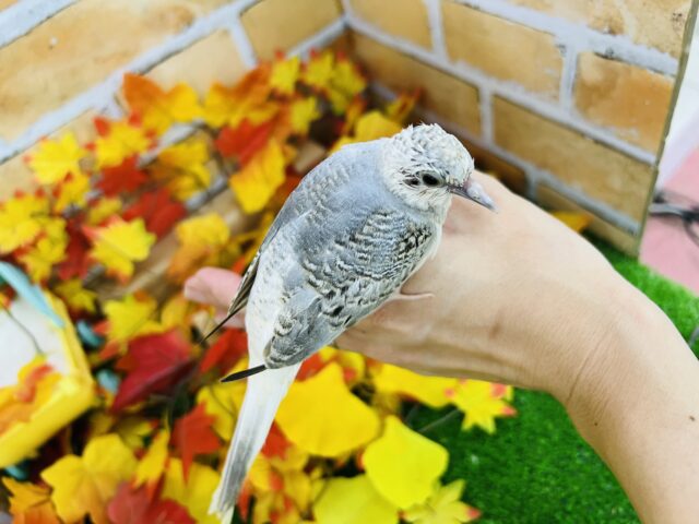 ウスユキバト