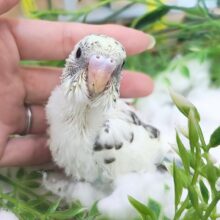レアカラー✨セキセイインコのヒナ(4色ハルクイン)入荷しました❤️