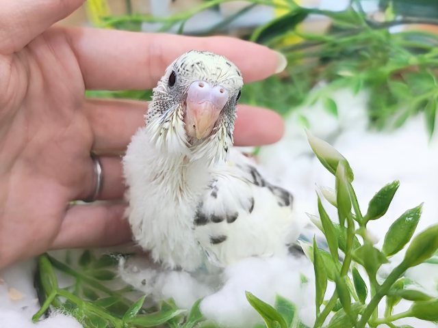 レアカラー✨セキセイインコのヒナ(4色ハルクイン)入荷しました❤️