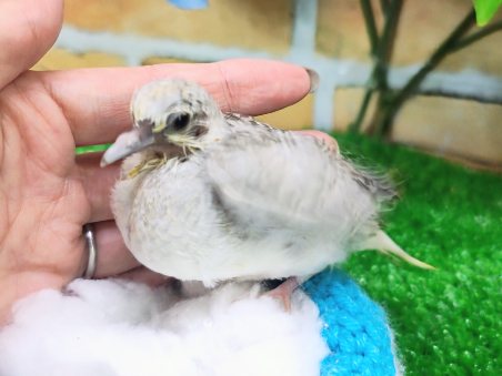 ウスユキバト
