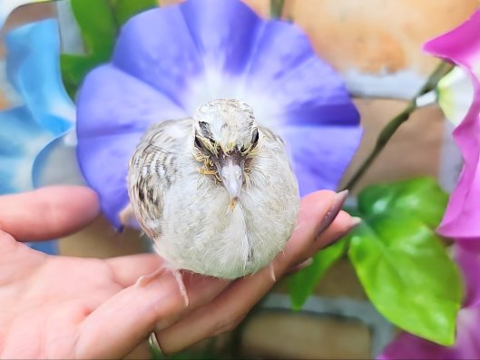 ウスユキバト