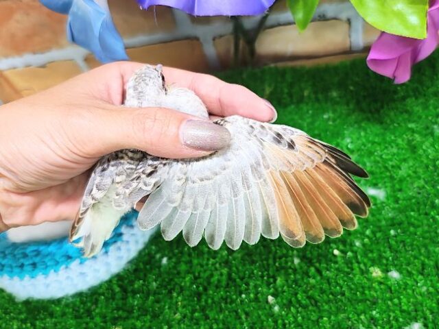 ウスユキバト