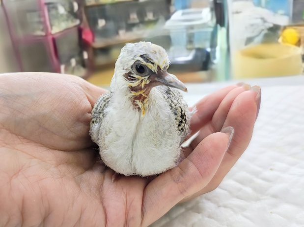 ウスユキバト