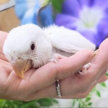 ほわっほわの雪どけ❄コザクラインコのヒナ(アルビノ)入荷しました❤️