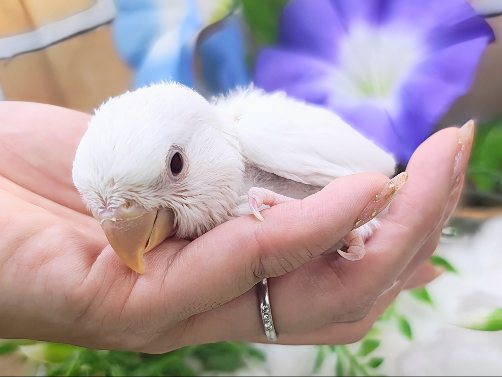 ほわっほわの雪どけ❄コザクラインコのヒナ(アルビノ)入荷しました❤️