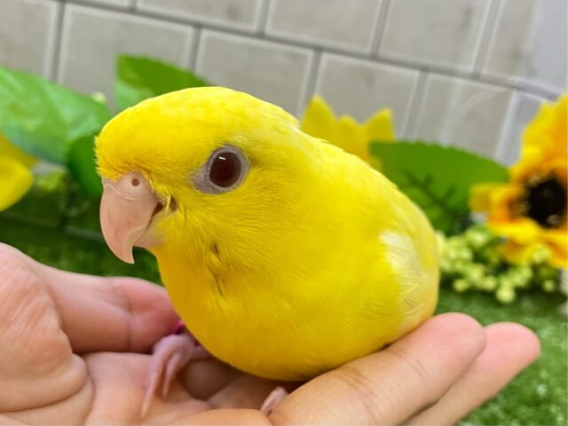 サザナミインコ