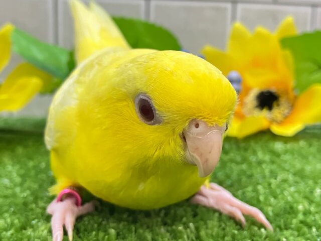 サザナミインコ