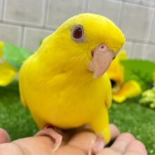 ✨最新画像✨黄色い歓声💛✧*｡オムレツピエポ🥚🌟サザナミインコ(ルチノー/2025年6月生まれ)