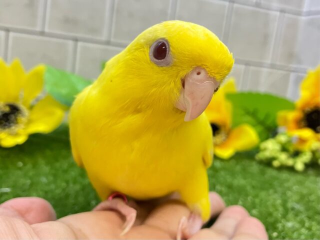 ✨最新画像✨黄色い歓声💛✧*｡オムレツピエポ🥚🌟サザナミインコ(ルチノー/2025年6月生まれ)