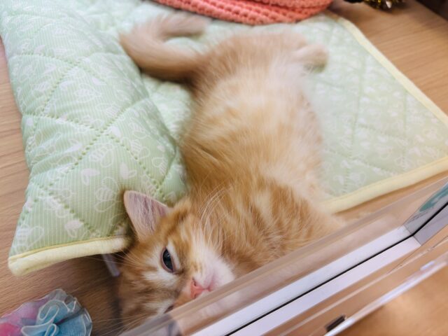 ミヌエット