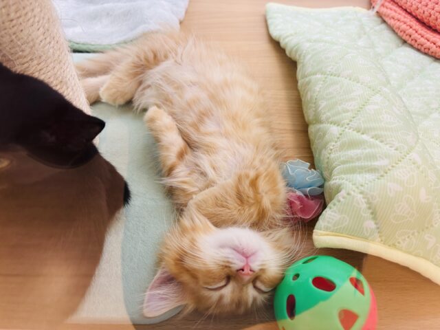 ミヌエット